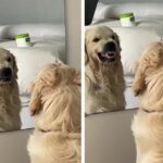 Câine în oglindă