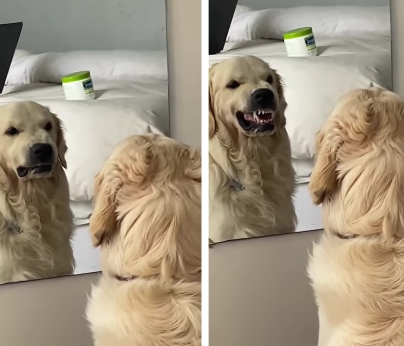 Câine în oglindă